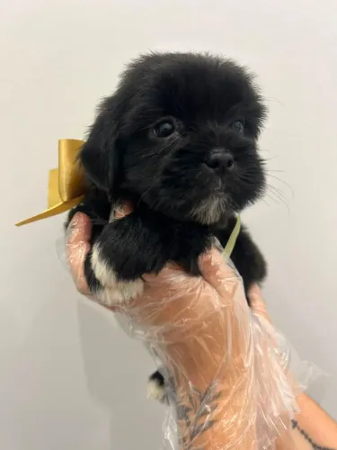 Filhote shih tzu, prontos para espalhar amor e alegria na sua vida!
