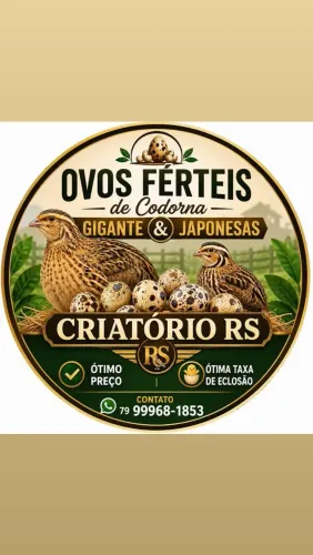 Ovos de codorna Gigante e codornas Japonicas