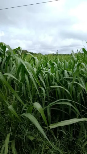 FAZENDA EM ITAPECURU