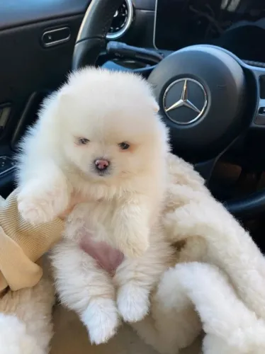 Cachorro Lulu da Pomerania pequeno no tamanho gigante no amor