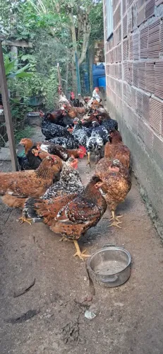 Galinha GSB ou galinha balão tradicional 