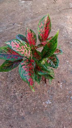 Comigo ninguém pode vermelho muito lindo