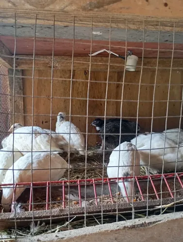 Vendo codornas gigante iniciando postura