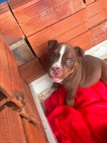 Vende-se American Bully