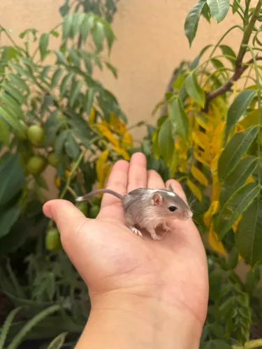 Gerbil 