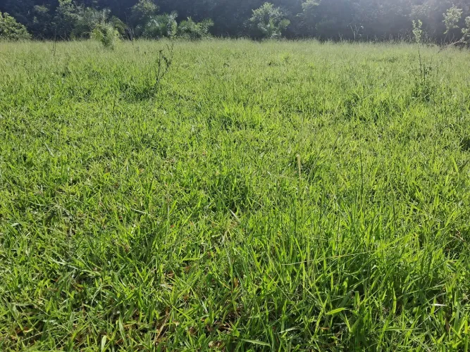 Chácara a venda em Taboco corguinho ms