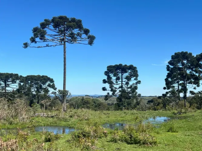 Chácara de 2 hectares em Painel/ SC