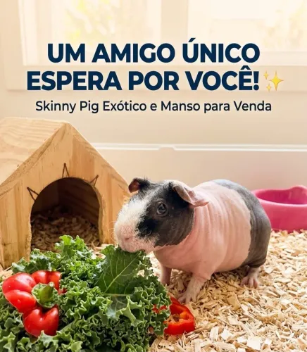 Skinny pig