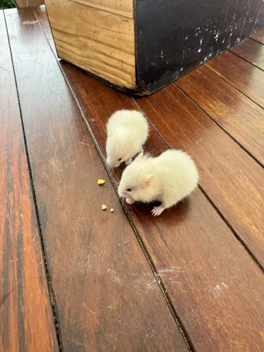 Hamster Sírios filhotes 