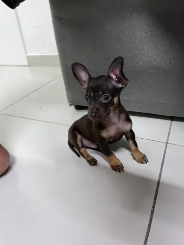 Vemde-se pinsher