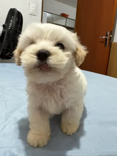 Filhote Lasha Apso