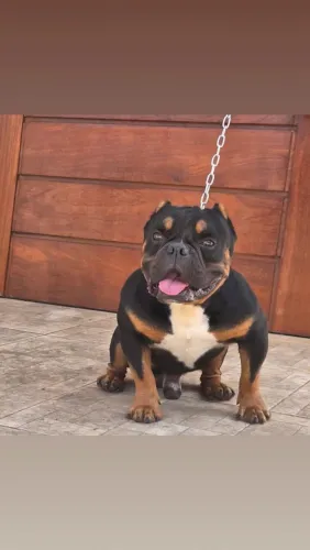American Bully Micro 