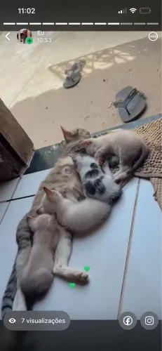Gatinhos lindos