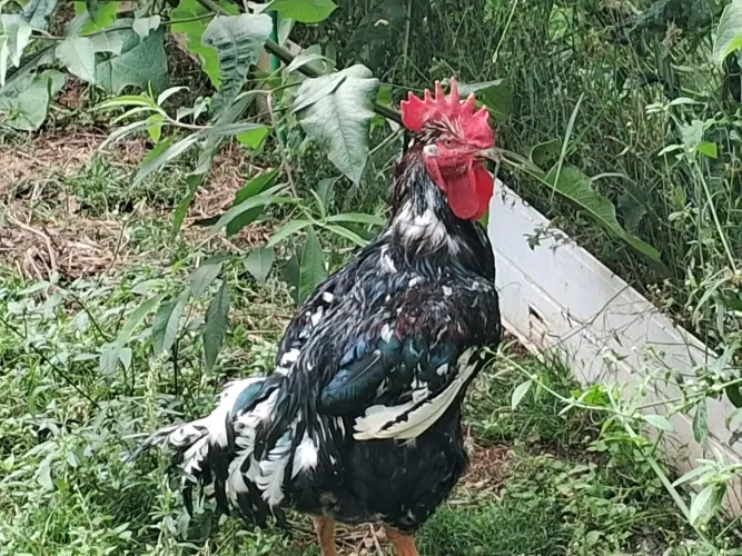 GALO GSB