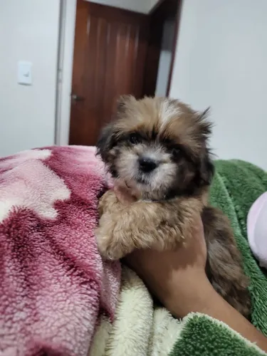 SHITZU MACHO VACINADO 1.000,00