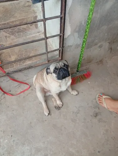 Dóis cachorro macho da raça Pug 