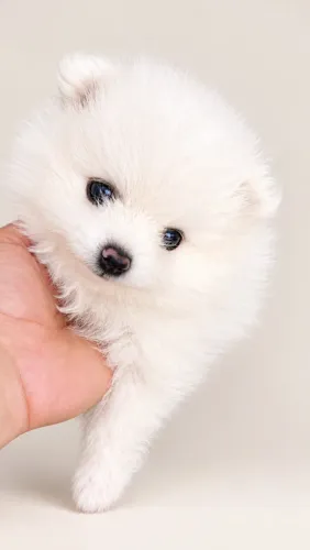 Lulu da Pomerânia Branco ? Seu Mais Novo Amor em Quatro Patinhas