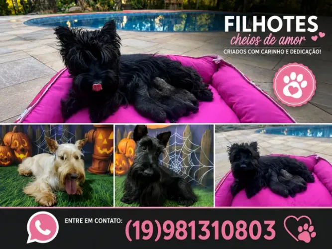 Lindos filhotes de  Scottish Terrier a venda