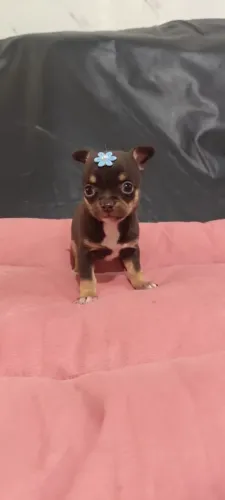 Chihuahua feminha top não da pra perder 