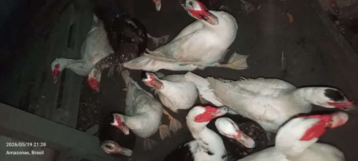 Vende-se Patos e patas