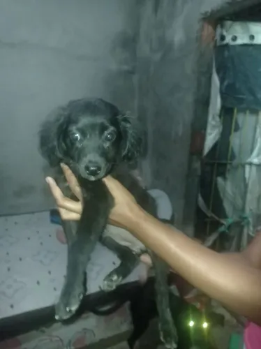 Adoção responsável