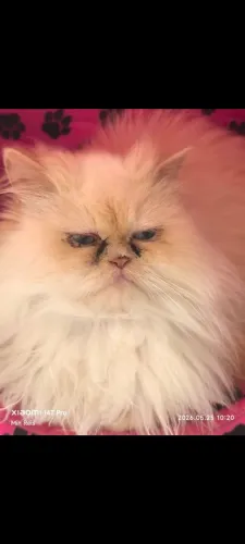 Gata persa
