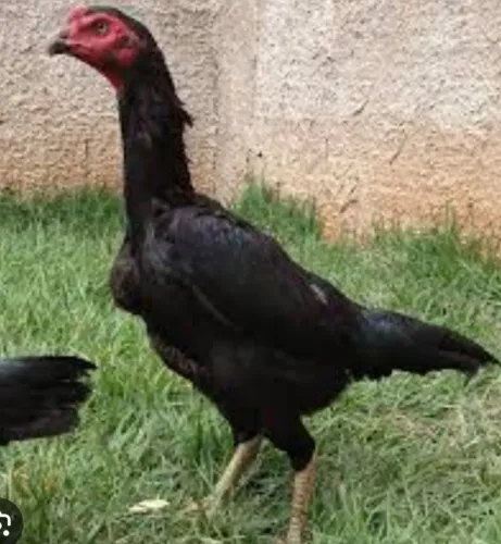 Vende se 