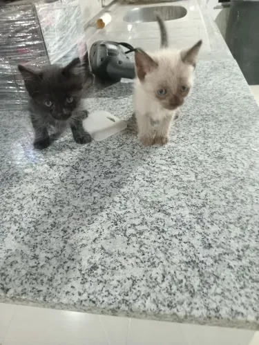 ADOTE DOIS FILHOTES LINDOS!