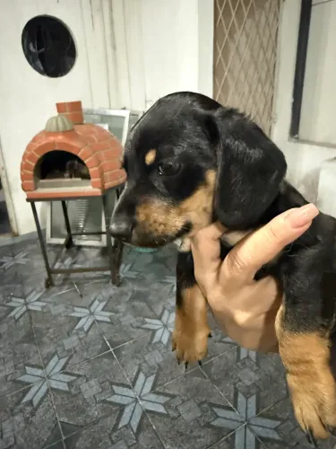 Vendo filhote linguicinha/Duchshund - R$ 1.500,00