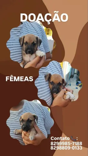 Doação de filhotes