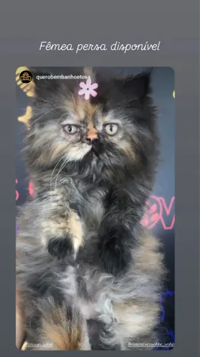 Filhote persa fêmea 