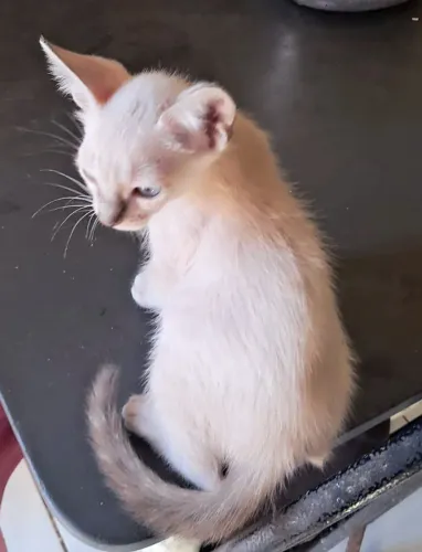 Doação gatinho fofo e amigo
