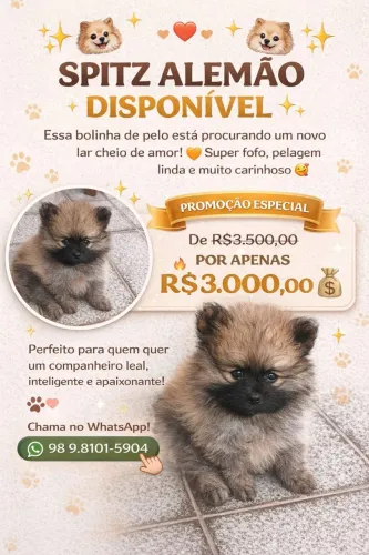 Cachorro spitz alemão