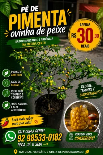 Pimentas ardosas ( pés/muda )