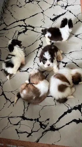 Animal
