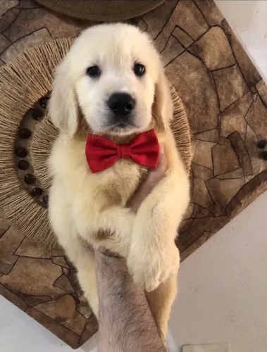 Golden retriever