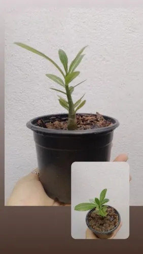 Plantas variadas a partir de 6,00