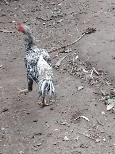 Lindo galo 