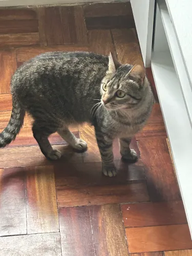 Gata castrada