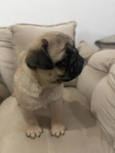 Filhote Pug macho