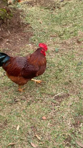 Galo Rhode island red