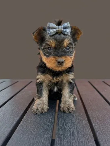 Excelência em qualidade Yorkshire Terrier