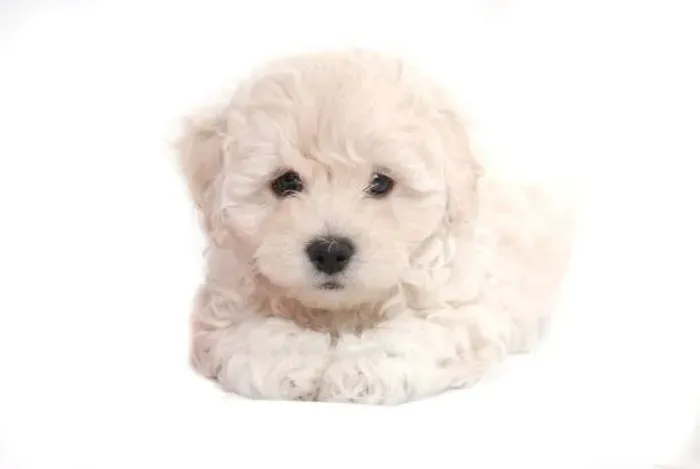 ? Filhotes de Poodle | Pequenos Companheiros Cheios de Charme