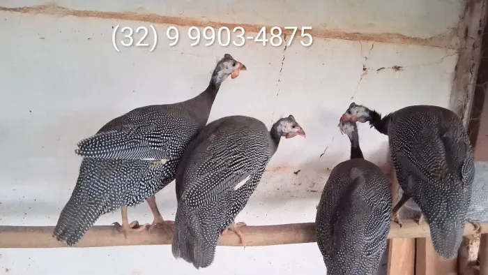 Aves disponíveis cocá conhecida por Galinha angola Guiné capote