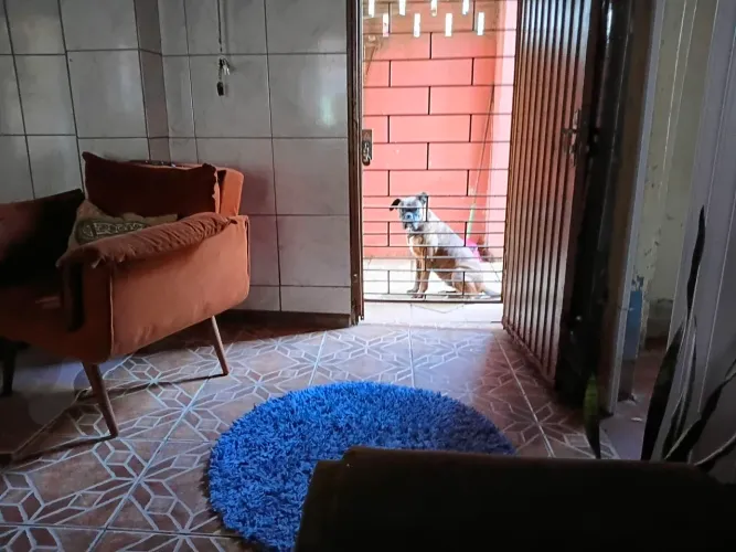 Boxer cachorro