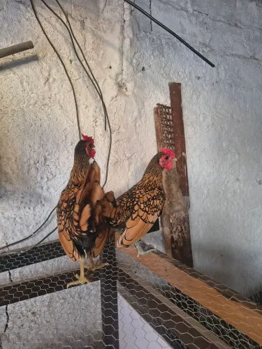 Galizé sebright dourado 