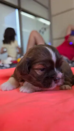 Vendo um lindo filhote de Lhasa Apso original, tenho apenas um macho.