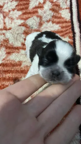 Cachorro Shitszu machinho