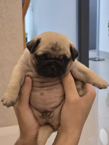Pug fêmea 