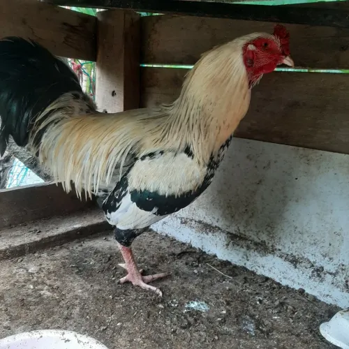 Galos